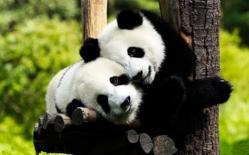 Tại sao gấu trúc chỉ tồn tại ở Trung Quốc từ thời cổ đại, nhiều người không ngờ