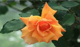 Người phụ nữ làm được 3 điều này, cuộc sống sẽ rất tươi đẹp, đàn ông cũng phải nể!