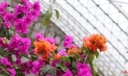 Hoa giấy nở vào tháng 8! Mách bạn '3 mẹo', hoa nở rộ gấp đôi 