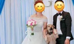 Chó nhà có sở thích đuổi người đi đường, tưởng họa ai ngờ lại giúp khổ chủ thoát ế thần kỳ