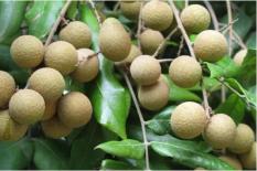 Ba loại quả này có hàm lượng calo cao, nếu ăn quá nhiều thì cẩn thận tích mỡ, người suy nhược