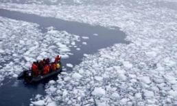 Nam Cực xuất hiện một loài mới, được đặt tên là 'cá băng'