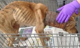 Chú chó bị mắc kẹt trong chiếc lon sắt nhiều năm, khi bác sĩ lấy ra đã không kìm được nước mắt vì vết thương