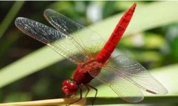 Đã từng có những con chuồn chuồn bay thấp vào những ngày mưa, tại sao bây giờ chúng hiếm? 