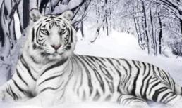 Trước cuối tháng 8, 3 con giáp hút trọn lộc trời bất ngờ ăn nên làm ra, cuối năm cuộc sống sung túc, khó khăn tài chính được tháo gỡ