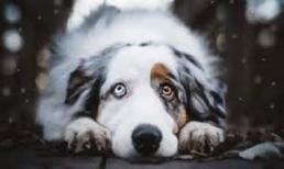 Top 3 con giáp khôn ngoan, tài trí hơn người, biết toan tính trong cuộc sống, cuộc đời hạnh phúc sung túc