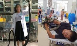 Thông tin bất ngờ vụ nhập viện cùng rắn hổ mang chúa 4,6 kg ở núi Bà Đen