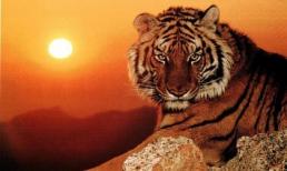 Cuối tuần này, top 3 con giáp có lộc lá từ trên trời rơi xuống, gặp nhiều may mắn, phát tài bậc nhất