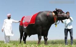 Con bò 'đắt nhất' thế giới có giá trị khoảng 70 tỉ! Uống rượu whisky mỗi tối để ngủ ngon