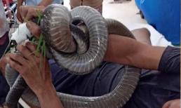 Nọc độc rắn hổ mang chúa 4,6kg ở núi Bà Đen đã tấn công cơ tim người đàn ông
