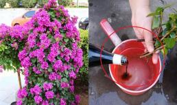 Một loại gia vị trong bếp có công dụng giúp cây hoa giấy không bao giờ vàng lá, đặc biệt luôn nở hoa