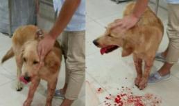 Miệng chú chó không ngừng 'chảy máu', người chủ hoảng sợ đưa nó đến bệnh viện, kết quả kiểm tra mới xấu hổ làm sao!