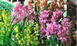 Nhà nuôi 5 loại hoa không chỉ dễ nuôi mà còn mang ý nghĩa tốt lành, phú quý, thịnh vượng! 