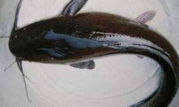 “Có một loại cá” nước ngọt có nhiều thịt, ít xương, giá lại rẻ, tại sao ai cũng không thích nữa?