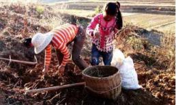 Tại sao người già ở nông thôn nuôi bảy tám con thì không mệt, mà bây giờ nuôi một con lại rất mệt?