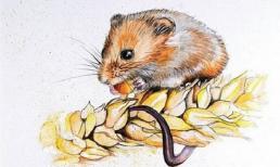 Nỗ lực không ngừng, những con giáp bứt phá thành công, giàu sang phú quý sau tuổi 30