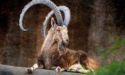 3 con giáp vô cùng đen đủi, vận hạn muốn tránh cũng không được trong những tháng cuối năm 2020