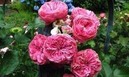 Tại sao cây hoa mua từ cửa hàng về nhà thường không sống lâu? Đây là lý do!