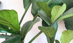 5 loại cây cảnh siêu dễ trồng: Trồng một chậu ở nhà, nhân khí sẽ được cải thiện nhiều lần ngay lập tức