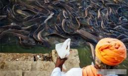 Loài cá tràn ngập sông Hằng ở Ấn Độ! Tại sao người dân địa phương không dám ăn và cũng không thể xuất khẩu?