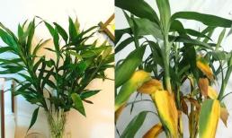 Trồng trúc Phú Quý giúp phát tài phát lộc, nhưng có 4 sai lầm khi trồng khiến cây nhanh chết cần chú ý