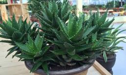 Tự tay trồng thêm 3 loại hoa này tại nhà, chúng có thể “phòng” bệnh, người già và trẻ nhỏ sẽ bớt ốm vặt!