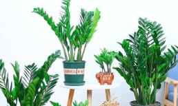 Cây kim tiền lá đã già và vàng? Làm được 5 điểm này, lá mập và xanh, trồng càng nhiều tiền càng nhiều