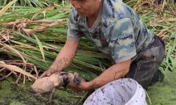 Dùng tay không bắt cá, người đàn ông 'trúng mánh' cả một thùng cá to