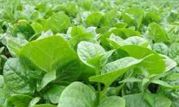 3 loại rau có thể dưỡng gan, giải độc, dọn rác trong ruột, và giúp giữ vóc dáng thon gọn