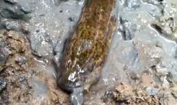 Chỉ 1 sợi dây cước, nam thanh niên đã câu được con cá cực khủng dưới lớp bùn