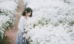 Giới trẻ háo hức chờ từng ngày mùa cúc họa mi tinh khôi ngập tràn khắp phố phường Hà Nội