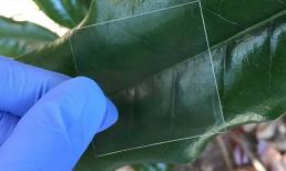 Vật liệu gỗ trong suốt được sản xuất theo quy trình đặc biệt, một ngày nào đó có thể thay thế một số công dụng của kính