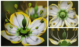 Phát hiện đóa hoa từ thời thượng cổ 15 triệu năm trước cho thấy sự kỳ diệu của tự nhiên