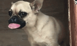 Chú chó bị ong đốt sưng lưỡi, khuôn mặt đáng thương khiến dân mạng không nhịn nổi cười