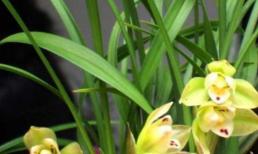 Hoa lan thường bị “khô ngọn, vàng lá”, sau khi thành thạo “2 mẹo” tưới nước này thì cành và lá sẽ ra xanh mướt