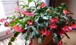 Loại hoa nhỏ này rẻ và dễ trồng, nở rất đẹp và lâu tàn, để một chậu là thơm cả nhà