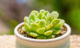 Để duy trì sự sống cây xương rồng, trước tiên bạn cần học cách tưới nước, nếu không rễ cây sẽ bị thối và lá mỏng, sinh trưởng kém