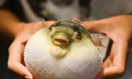 Đó là loài cá “độc nhất”, nhiều người không dám ăn, nhưng người Nhật lại yêu thích đến “không thể kìm chế”!