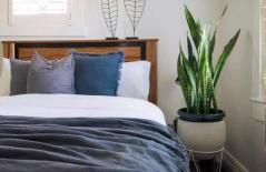 Những cây cảnh nào nên và không nên đặt trong phòng ngủ?