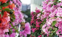 Để nuôi hoa giấy vào mùa thu, hãy cho ăn một ít 'phân bón hoa' càng sớm càng tốt để nở một đợt hoa khác