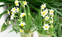 Sáng mùng 1 đặt 4 loại hoa này lên bàn thờ để hút tài lộc, cả tháng làm gì cũng thắng