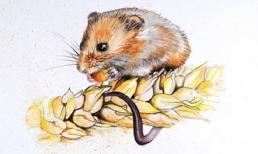 Giữa tháng 9 âm lịch, 3 con giáp được quý nhân mách lối chỉ đường, tha hồ tận hưởng lộc trời cho