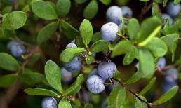 Đối với phụ nữ trung niên, nên ăn thêm 3 loại trái cây để làm trắng da, dưỡng da, và rất nhiều lợi ích khác