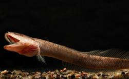 Các nhà khoa học tìm thấy loài cá dưới lòng đất kỳ lạ ở Ấn Độ