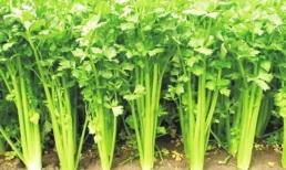 Cứ mười người thì có 9 người bị hôi miệng, ăn loại rau này thường xuyên sẽ hết hôi miệng, ngủ ngon hơn, sớm khỏi bệnh