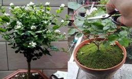 Kỹ thuật cắt tỉa, chăm sóc hoa nhài để cây phát triển tốt, một năm có thể nở 5 lần