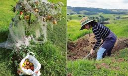 Cô giáo người Việt theo chồng sang Úc định cư khoe trang trại tự tay vun xới khiến dân tình trầm trồ