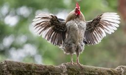 3 con giáp sắp được thăng chức tăng lương, tài vận bất ngờ bùng nổ những ngày cuối năm