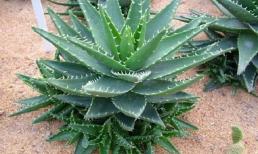 4 'bí quyết vàng' khi trồng cây nha đam giúp cây mập mạp, xanh tốt