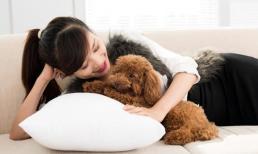 7 loại chó này được công nhận là 'dễ huấn luyện' và rất đáng nuôi! 